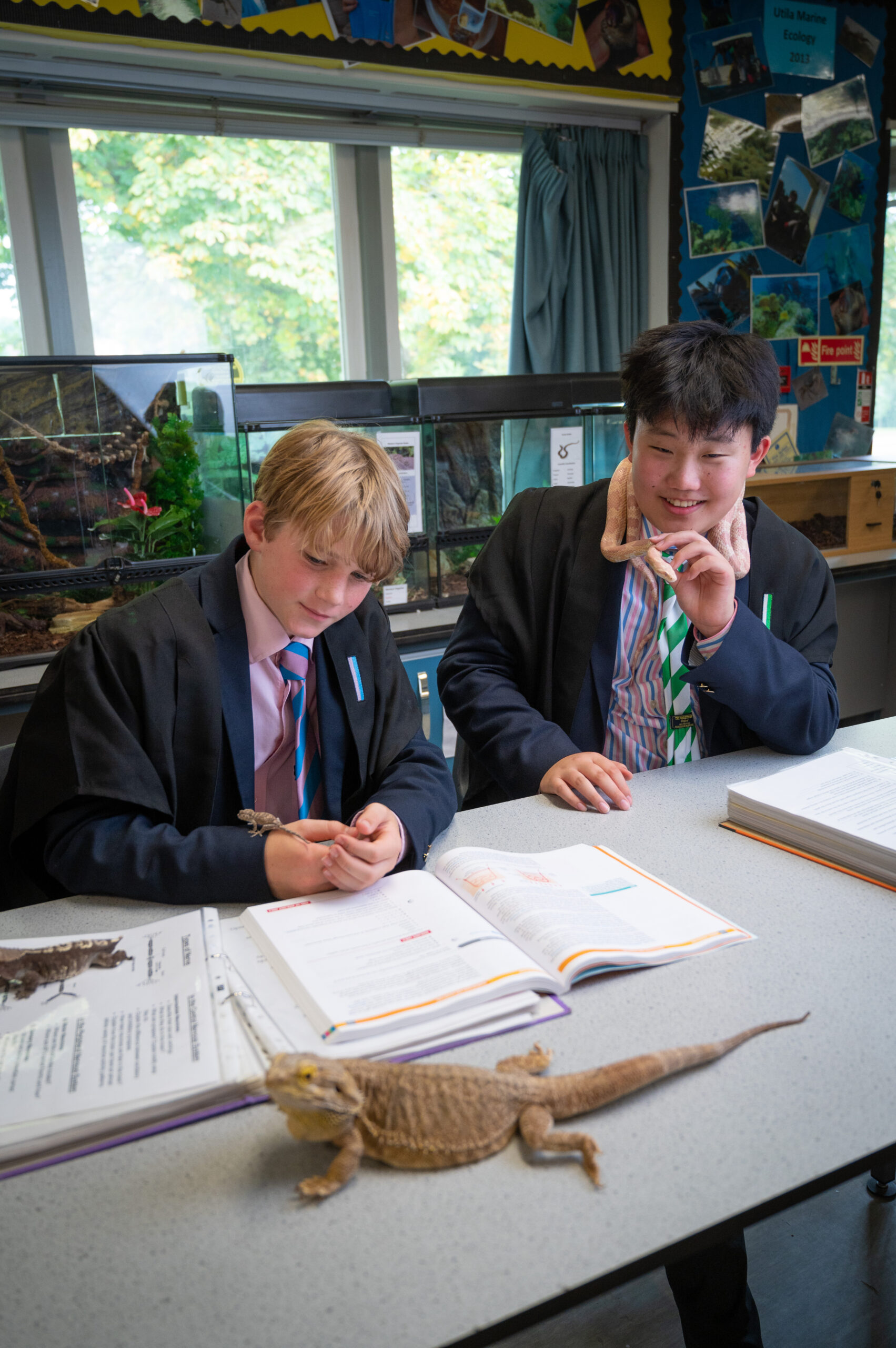 Two boys in a classroom with snakes and lizards on their desk